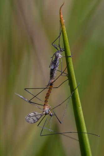 Idioptera pulchella